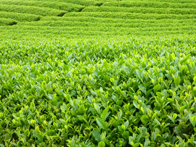 Uji matcha tea fields 