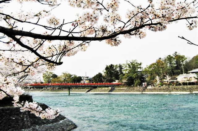 Uji during spring time with sakura