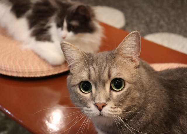 2 Cats in a cat cafe