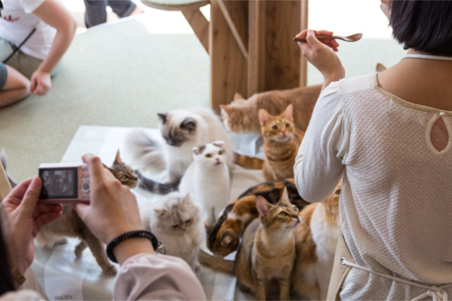 Feeding time at cat cafe mocha harajuku