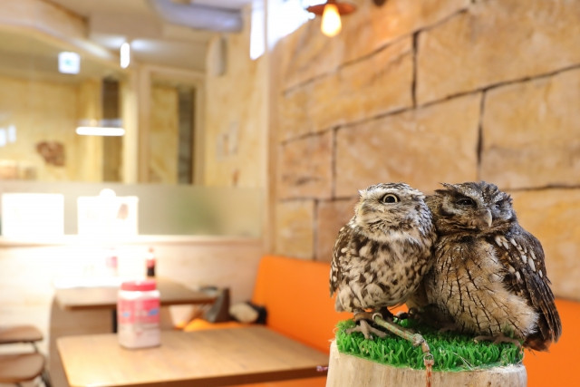 2 owls from an owl cafe