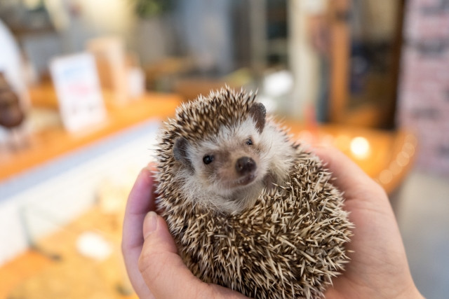 Holding a hedgehog in hands