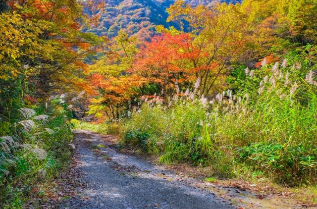 Autumn foliage road leading to Takaragawa Onsen
