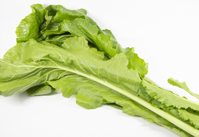 Fully grown takana plant.