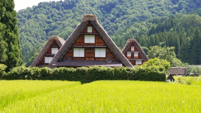 Shirakawago in spring with young rice plants