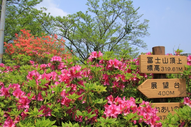 Pink and red azalea flowers with signage direction to mountain top