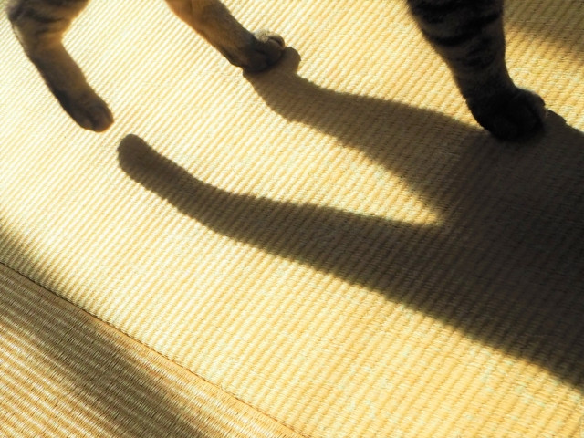 Cat shadow on tatami