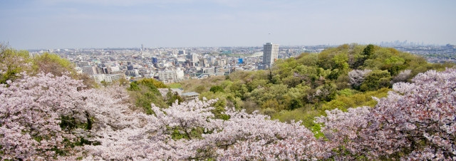 Sakura full blooom in ikuta ryokuchi park