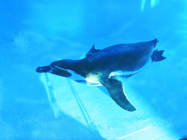 Happy penguin swimming from yumemigasaki