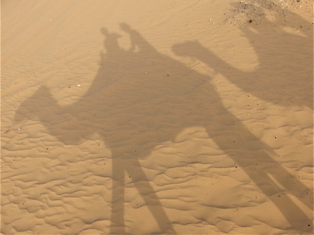 Camel shadows on Tottori Sand Dunes