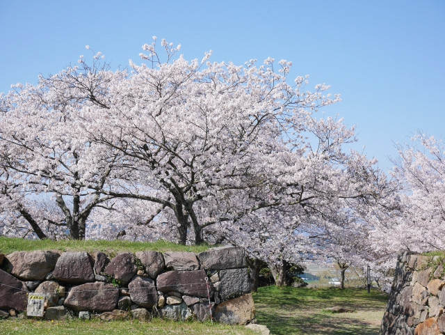 Fully bloomed sakura on Yonago Castle Ruins