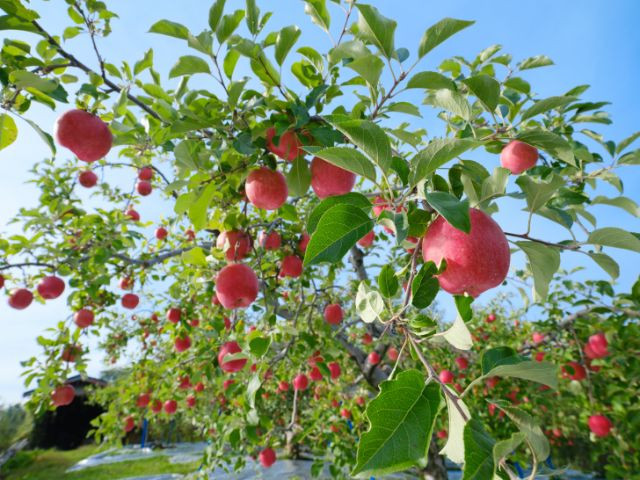 Hirosaki Apple Park apple trees 