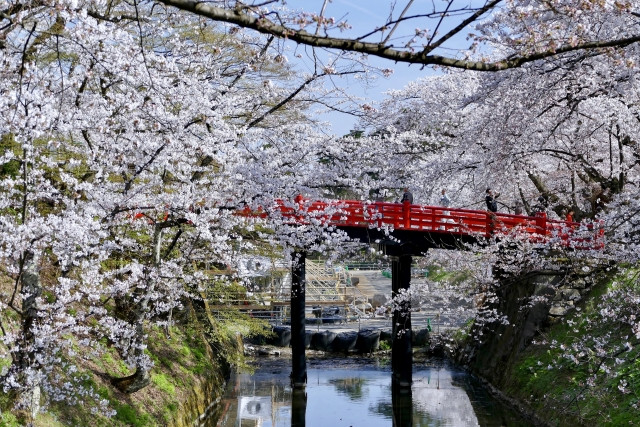 HIrosaki Park red bridge surrounded with cherry blossoms 