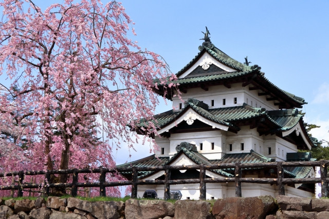 Sakura tree with Hirosaki Castle background 