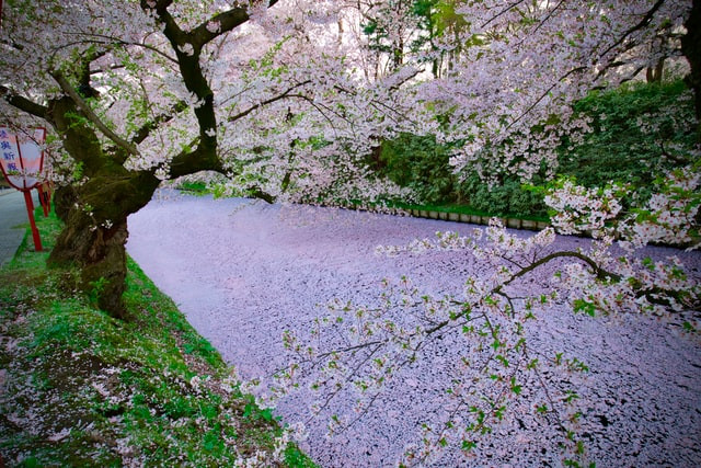 Hirosaki Park Sakura Carpet Moat 