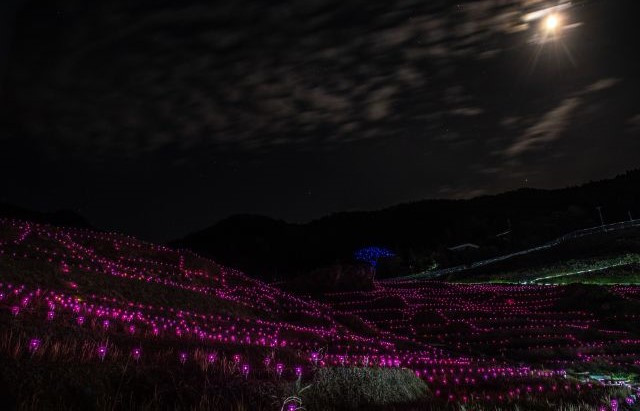Senmaida Rice Paddy Fields Night Illumination