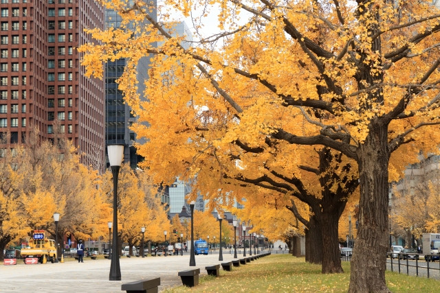 Marunouchi streets in autumn with golden gingko trees