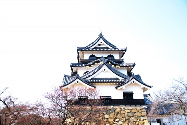 1 of 12 Original castles left in Japan, Hikone Castle and cherry blossoms