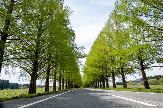 Metasequoia Namiki in spring