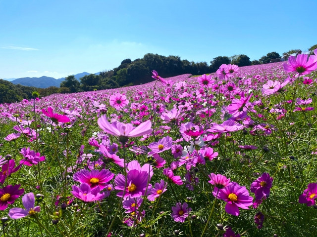 Field of flowers in Maiko Park 