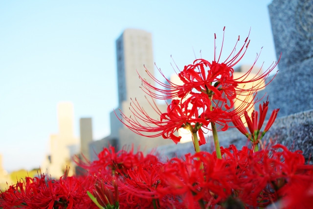 重陽の節句の画像