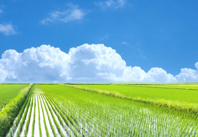 Japan rice paddy fields with clear blue skies
