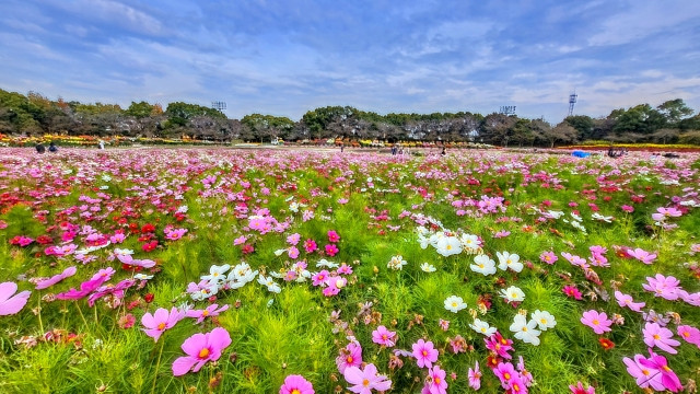 Beautiful cosmo fields in Nabana no Sato