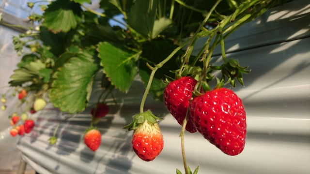 Dangling strawberries waiting to be plucked in Tochigi's numerous strawberry farms