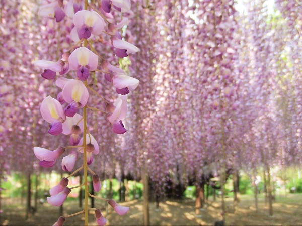 Weeping Fuji (wisteria) flower trees at Ashikaga Flower Park