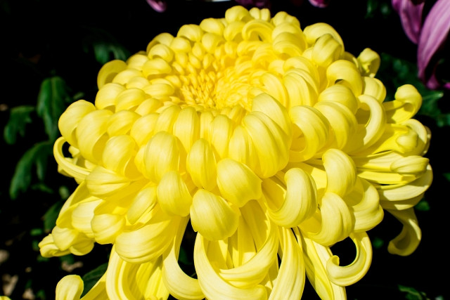 Yellow chrysanthemum flower in full bloom