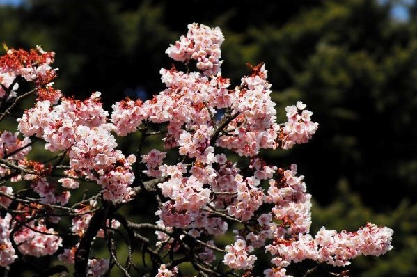 Cherry blossoms in full bloom