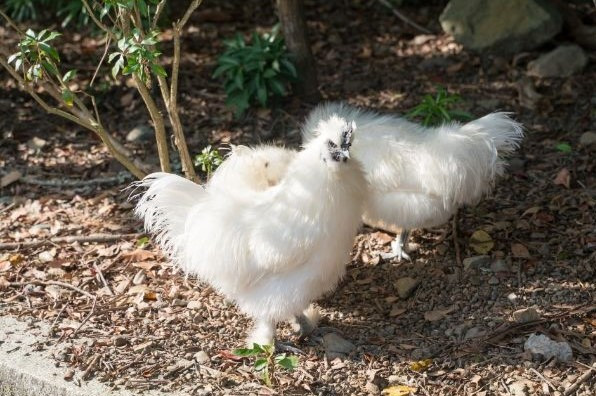 Fluffy chickens that can be spotted at Ise Grand Shrine's grounds