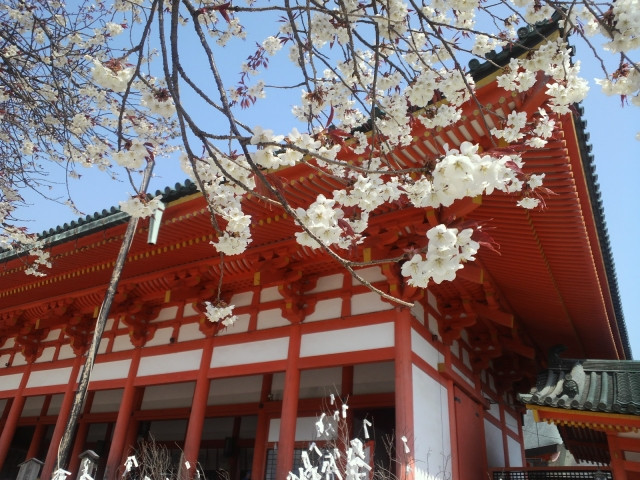 Heian Shrine and sakura makes for beautiful image