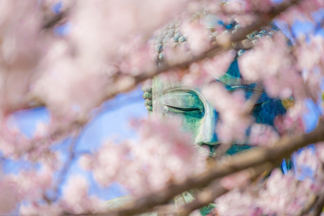 Photogenic Kamakura Buddha partly obscured by sakura flowers