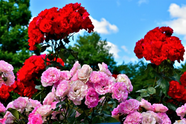 Beautiful roses at Shinjuku National Garden