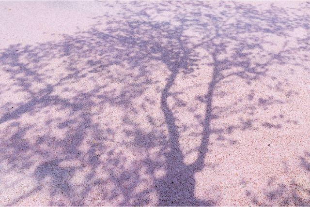 후쿠야마 마사하루 사쿠라자카 이미지