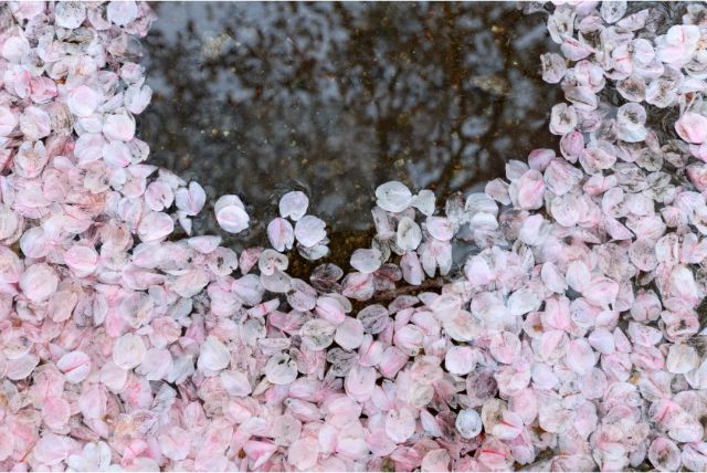 나카시마미카 사쿠라이로마우코로 이미지