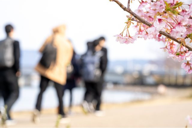 모리야마 나오타로 사쿠라 이미지