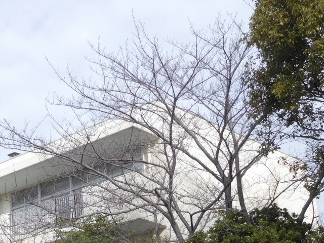 akb48 벚나무가 되자 이미지