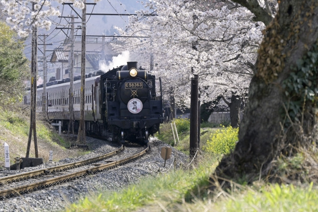 일본 벚꽃 열차 이미지