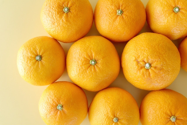 gathering of mikan oranges