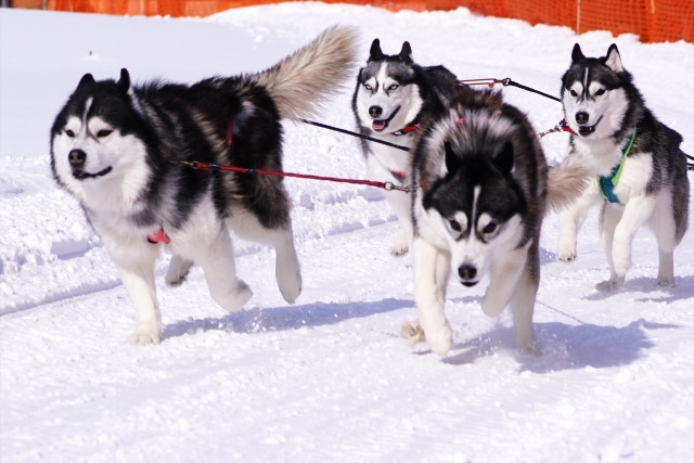 beautiful husky dogs for dog sledding