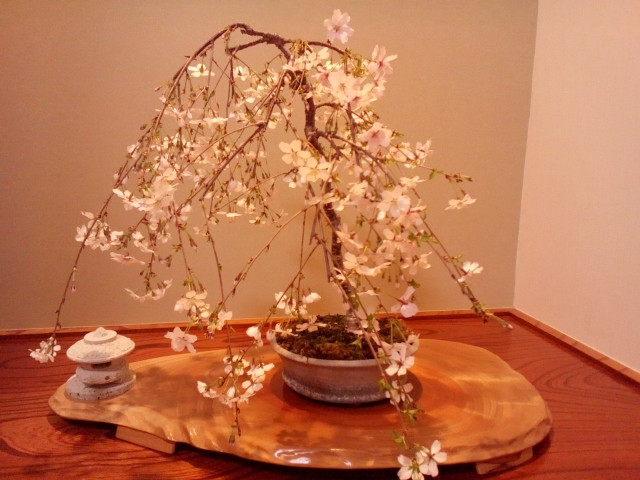cherry blossom ikebana arrangement