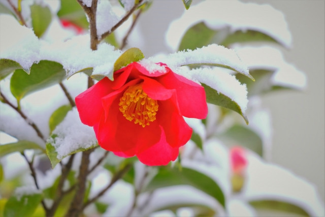 ฤดูหนาวในญี่ปุ่น