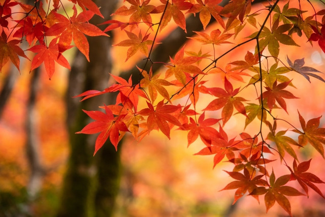 ฤดูใบไม้ร่วงในญี่ปุ่น