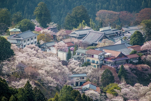 Beautiful Japanese Town with Sakura Trees in Full Bloom
