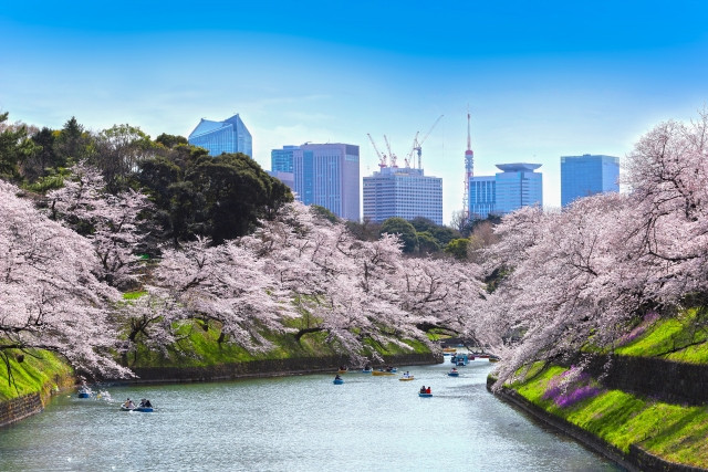 Japan Spring Flowers and Where to See Them