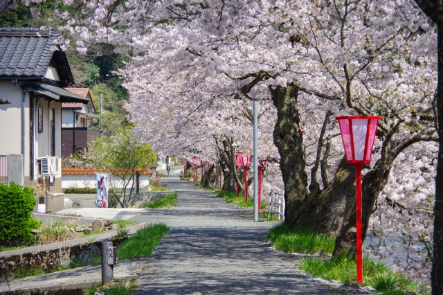 Cherry Blossoms (Sakura) and Hanami