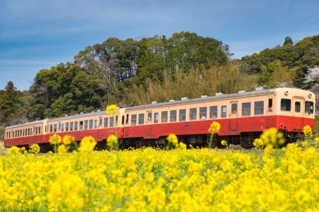 Rape Blossoms (Nanohana), Delicate Small Yellow Flowers
