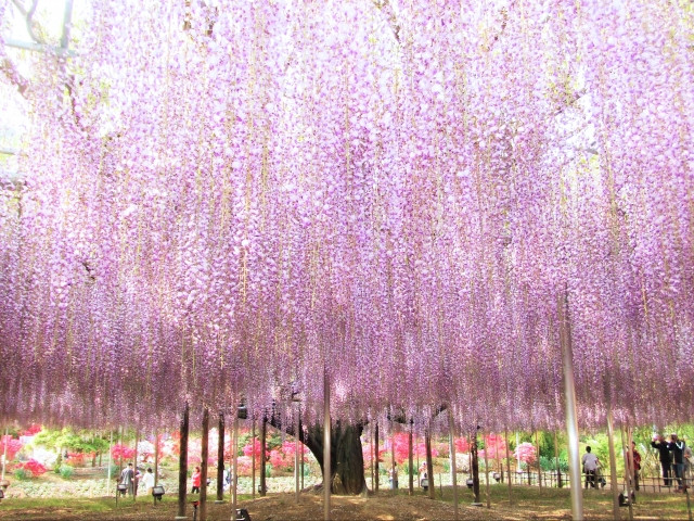 Ashikaga Flower Park's giant wisteria tree